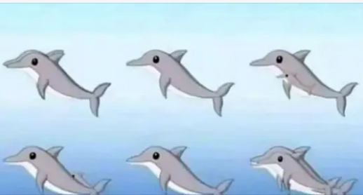 How Many Dolphins Are in the Picture?