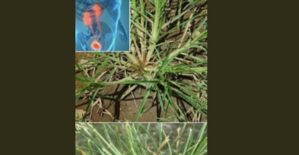 How Goose Grass Can Heal You: